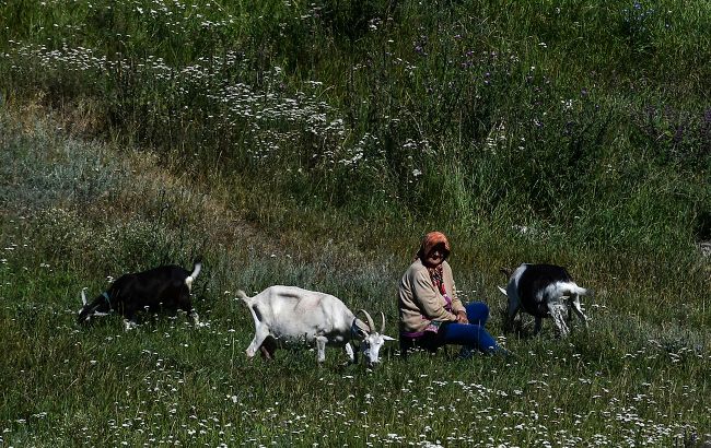 Чи дають субсидію власникам земельних паїв в Україні: відповідь ПФУ