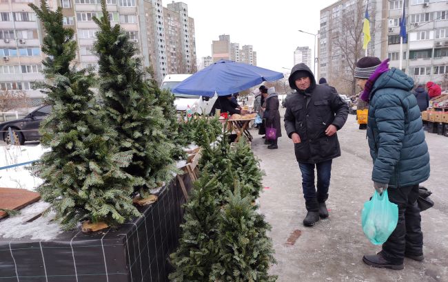 Новогодние елки в Украине: где можно купить и как проверить легальность