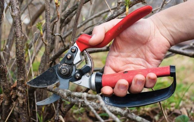 Ці п'ять рослин обов'язково потрібно обрізати у березні: тільки так будуть рясно квітнути