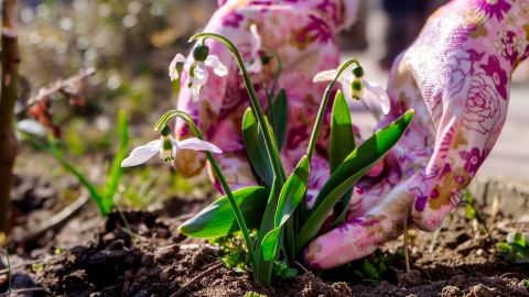 Начинаем работы в огороде и на даче: чем можно заняться в марте