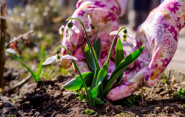 Начинаем работы в огороде и на даче: чем можно заняться в марте