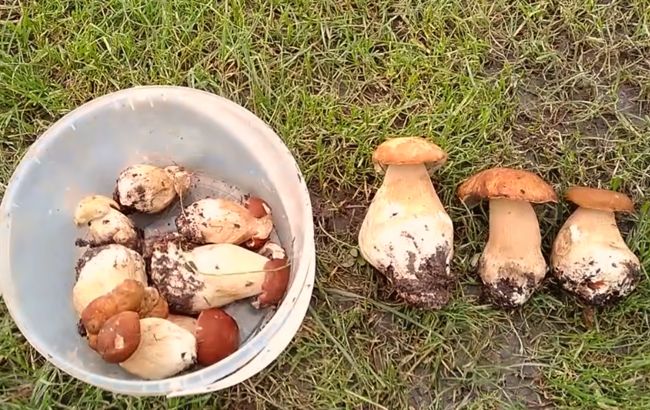 Проростуть навіть на підвіконні: як виростити білі гриби вдома (інструкція)