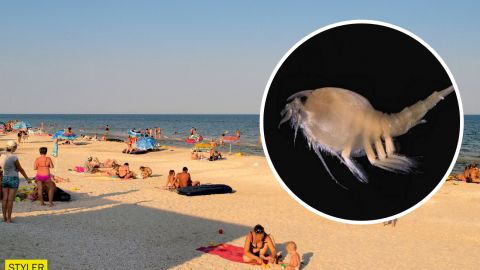 Украинец пожаловался на отдых в Кирилловке: полчища медуз и морских блох