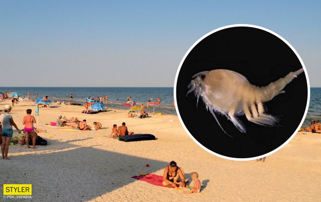 Українець поскаржився на відпочинок в Кирилівці: полчища медуз і морських бліх