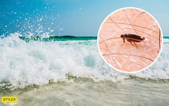 На українському курорті на туристів нападають морські блохи: ось як вони моторошно кусають