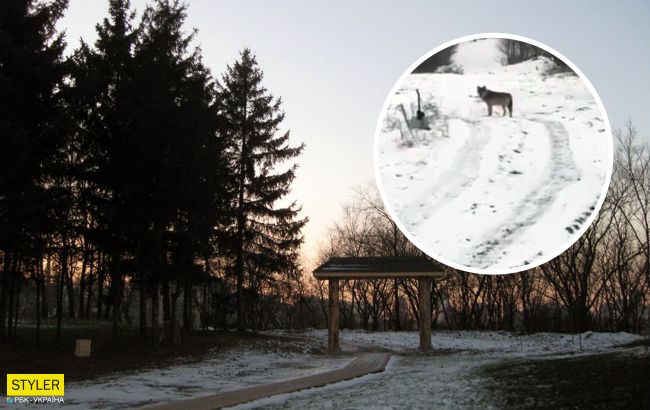 У центрі Києва помітили вовка: утримайтеся від прогулянок в цьому районі