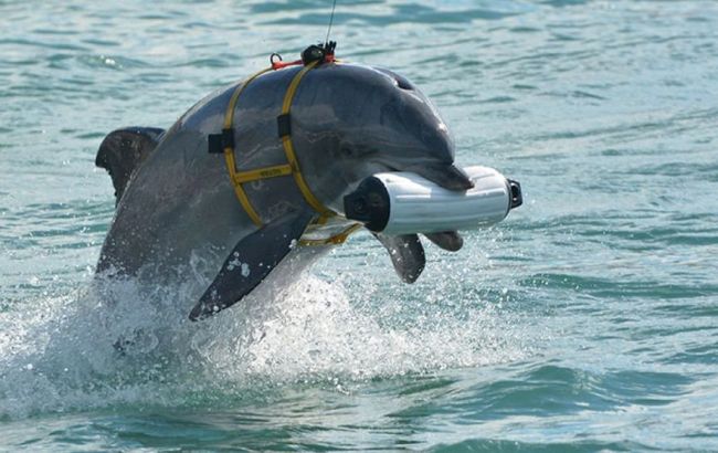 Британская разведка назвала цель размещения боевых дельфинов в Севастополе