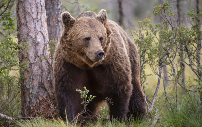 Ведмежата в Карпатах потрапили на відео: унікальні кадри з фотопастки