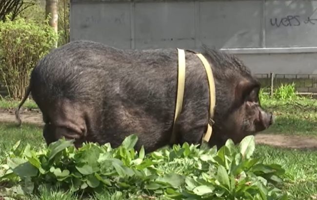 Під одним дахом. У Києві в квартирі живе 100-кілограмова свиня (відео)