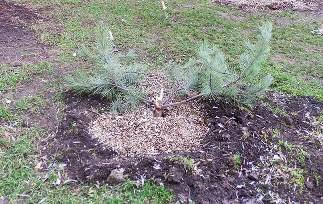 Определяйте по запаху: в Киеве вандалы воруют елки из парков и продают их на рынках (фото)