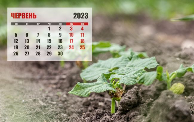 Посевной календарь на июнь 2023: что нужно обязательно посадить в начале лета