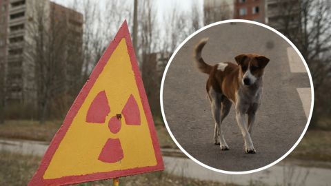 Вчені сподіваються, що собаки з Чорнобиля з унікальною ДНК навчать людство новим прийомам виживання
