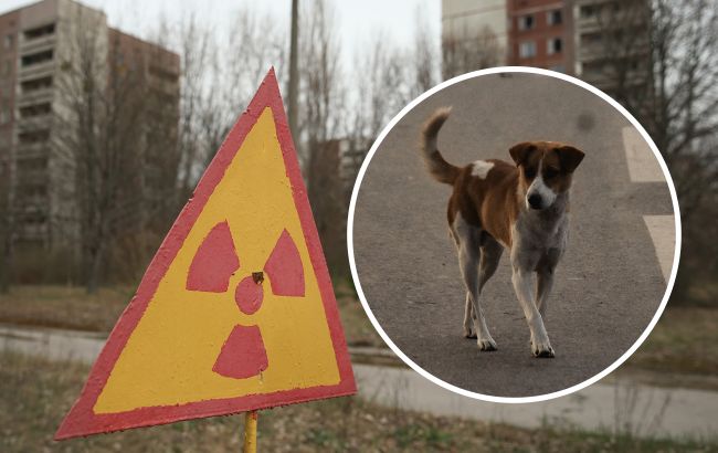 Ученые надеются, что собаки из Чернобыля с уникальной ДНК научат людей новым приемам выживания