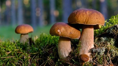 Цей простий продукт назвали еліксиром молодості: він доступний кожному