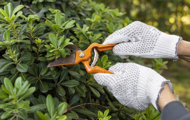 Останній шанс. Ці чотири рослини обов'язково треба обрізати у лютому, аби вони були здоровими