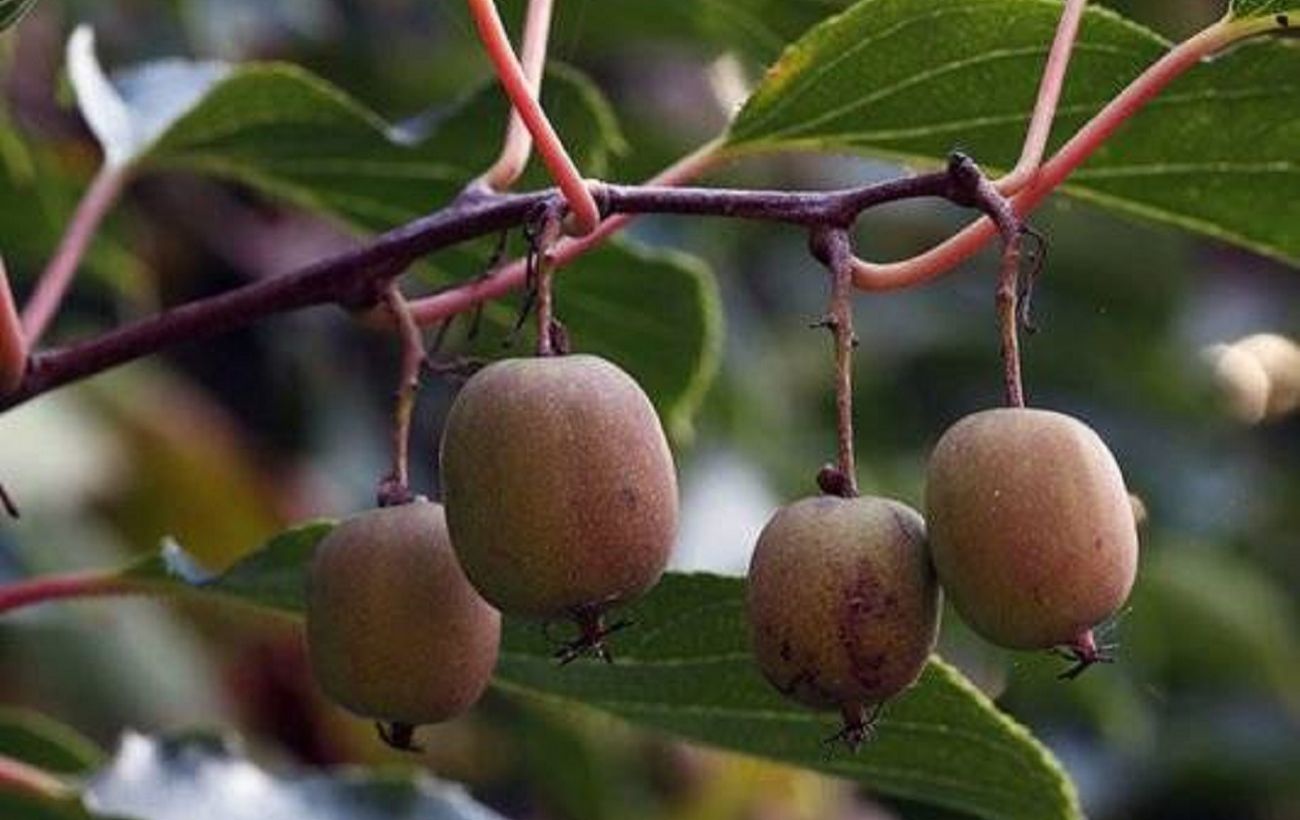 Кружевые трусики