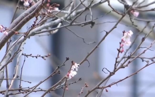 У Дніпрі посеред зими розквітли сакури (відео)