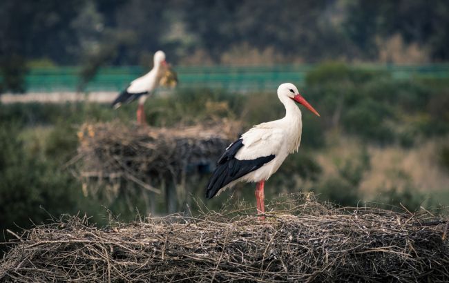 Дитячий сміх чи багатство? Чому побачити лелеку в небі - це знак, який не можна ігнорувати