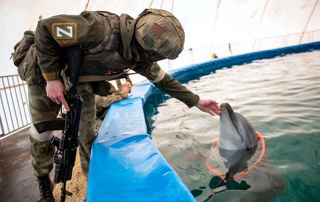 "Совкова" практика. Навіщо Росії бойові дельфіни і чи врятують вони флот у Севастополі