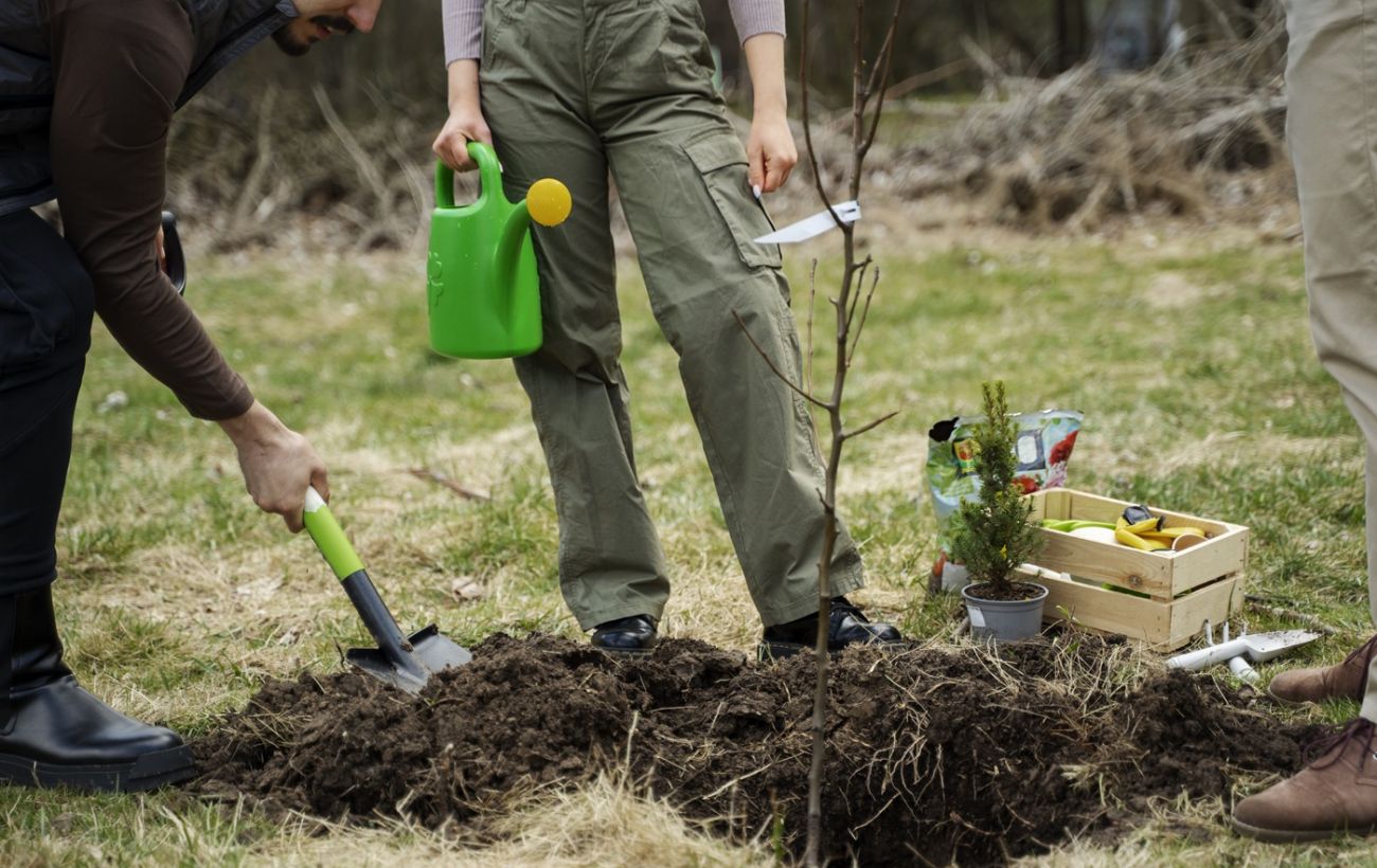 Засохне вже до літа: топ-3 помилок, через які дерева не приживаються у 90% випадків