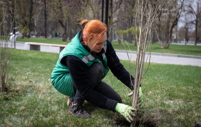 В Україні заборонили висаджувати ряд рослин і дерев: які увійшли до списку