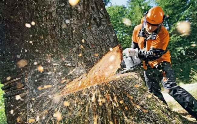 В Киеве запретили вырубку деревьев в пределах природно-заповедного фонда