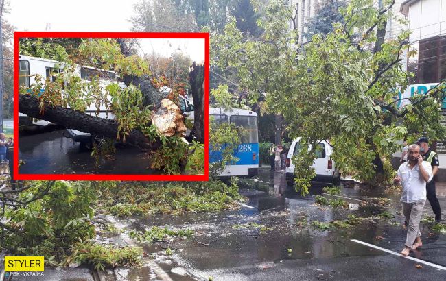 У Вінниці дерево впало і накрило тролейбус з людьми: фото і відео наслідків стихії