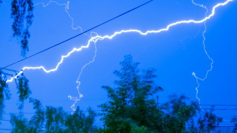 5 дерев, які найчастіше притягують блискавку: ніколи не садіть їх біля будинку!