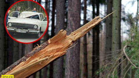 У Києві дерево вбило водія "Волги": фото з місця трагічної НП
