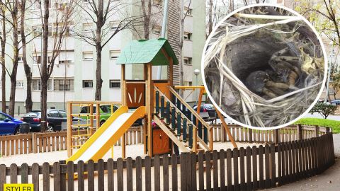 У Дніпрі на дитячому майданчику виявили нору з величезним тарантулом (фото)