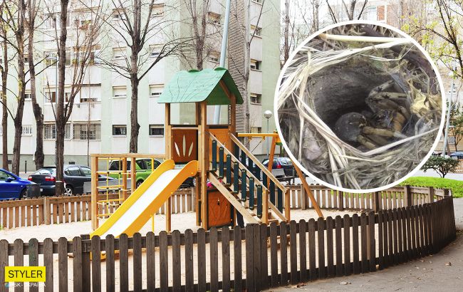 У Дніпрі на дитячому майданчику виявили нору з величезним тарантулом (фото)
