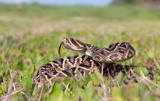 Что нельзя делать после укуса змеи: пять ошибок, которые могут стоить здоровья