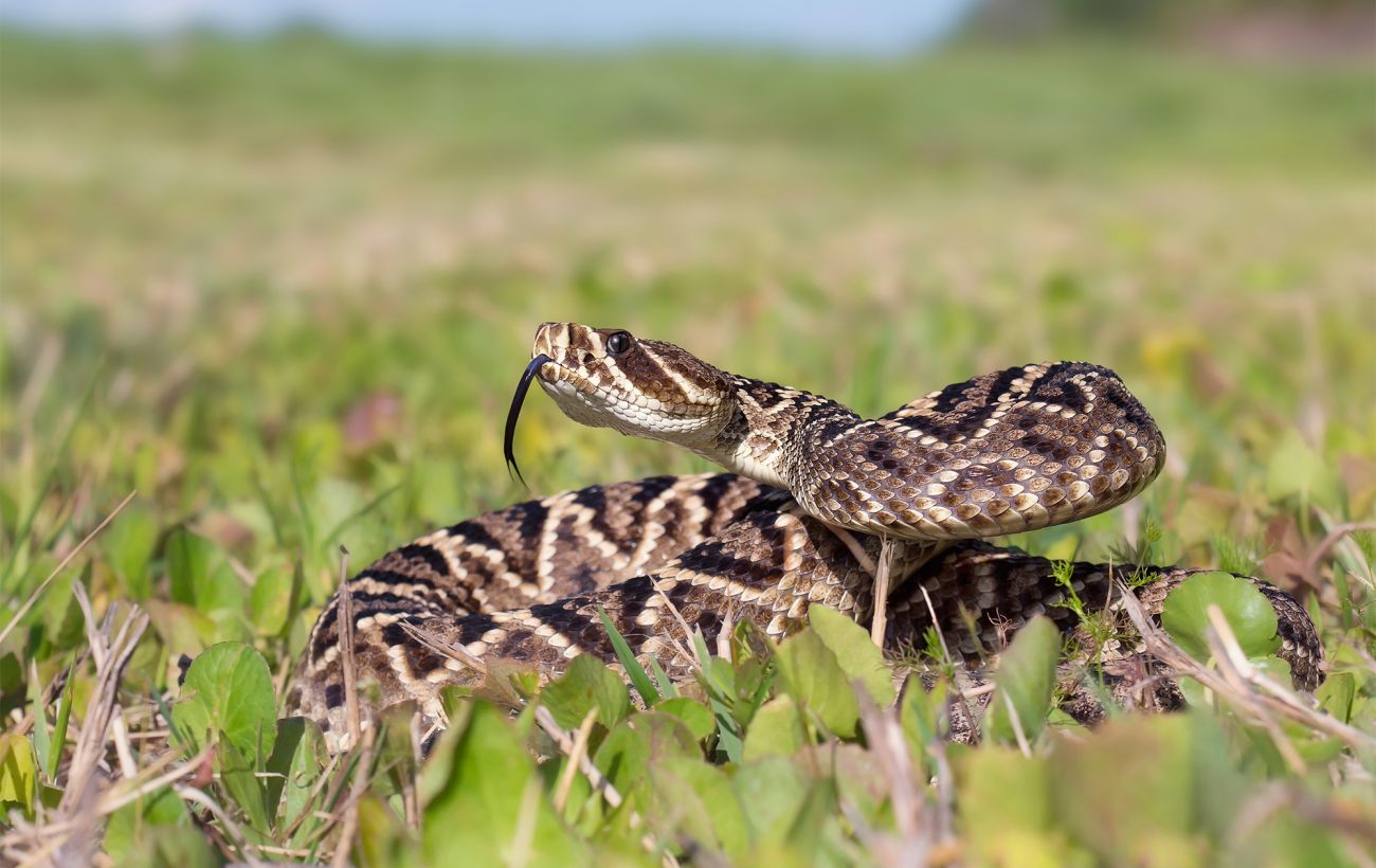 Сезон змій розпочався: які види в Україні є небезпечними та як уникнути укусу