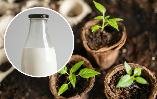Как из молока приготовить удобрение для комнатных растений и рассады: пошаговая инструкция