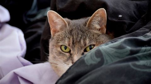Коты страшно не любят такие вещи: что не стоит делать людям с питомцами