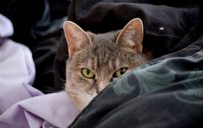 Коти страшенно не люблять такі речі: що не варто робити людям з вихованцями