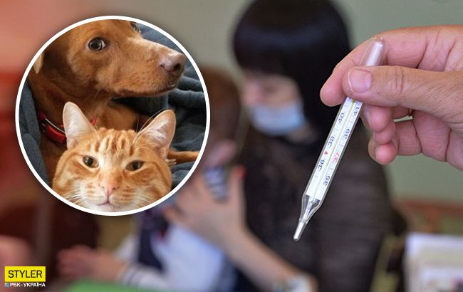 Коронавірус 2020: як не заразитися від домашнього кота або собаки