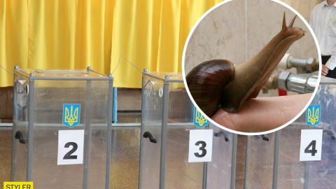 Под Запорожьем подросток украл избирательную урну, чтобы сделать домик для улиток (фото)