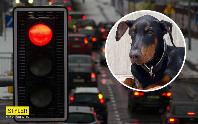 У Києві шукають господарів добермана, якого збила машина: тварина у критичному стані