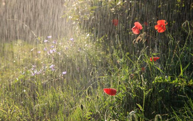 Погода на сьогодні: в Україні очікуються дощі з грозами, температура до +26