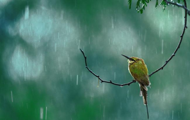 Погода на завтра: в Украине местами ожидаются дожди, температура до +14