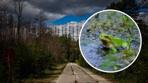 Чорнобильські жаби показали вченим еволюцію в дії