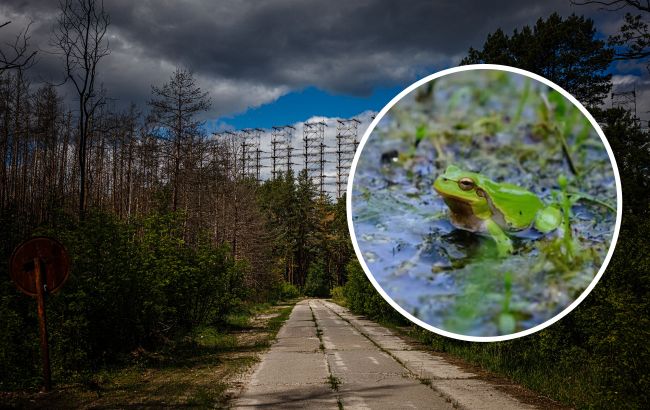 Чорнобильські жаби показали вченим еволюцію в дії