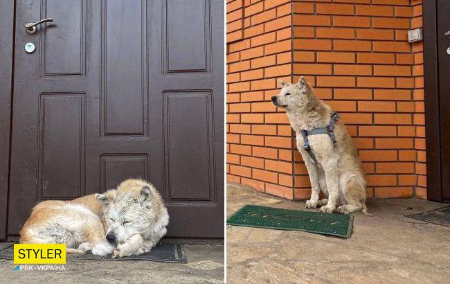 Вірний пес місяць чекає загиблу господарку під Києвом: фото, які пробирають до сліз