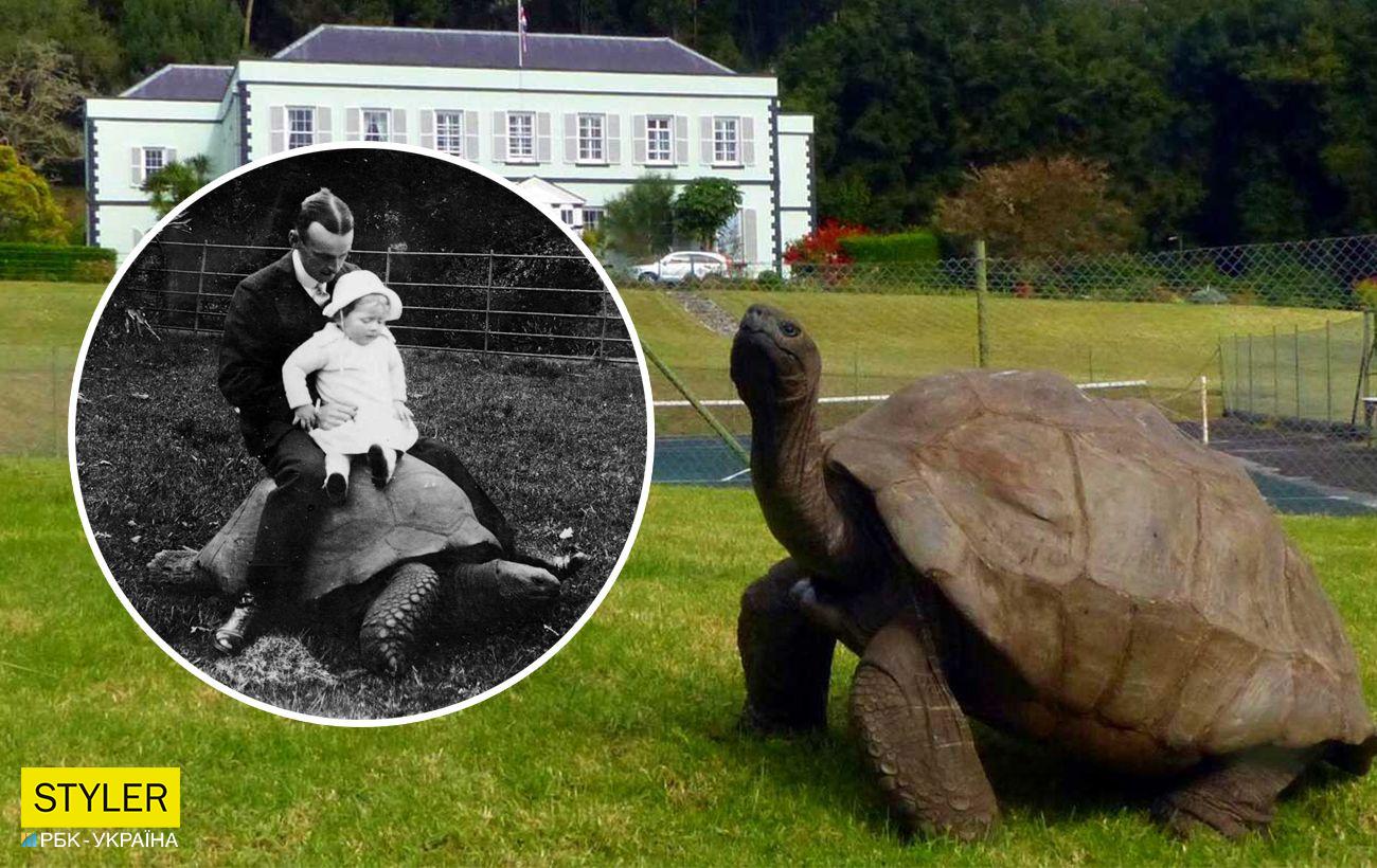 Самое старое животное в мире - черепаха Джонатан на видео и фото | Стайлер