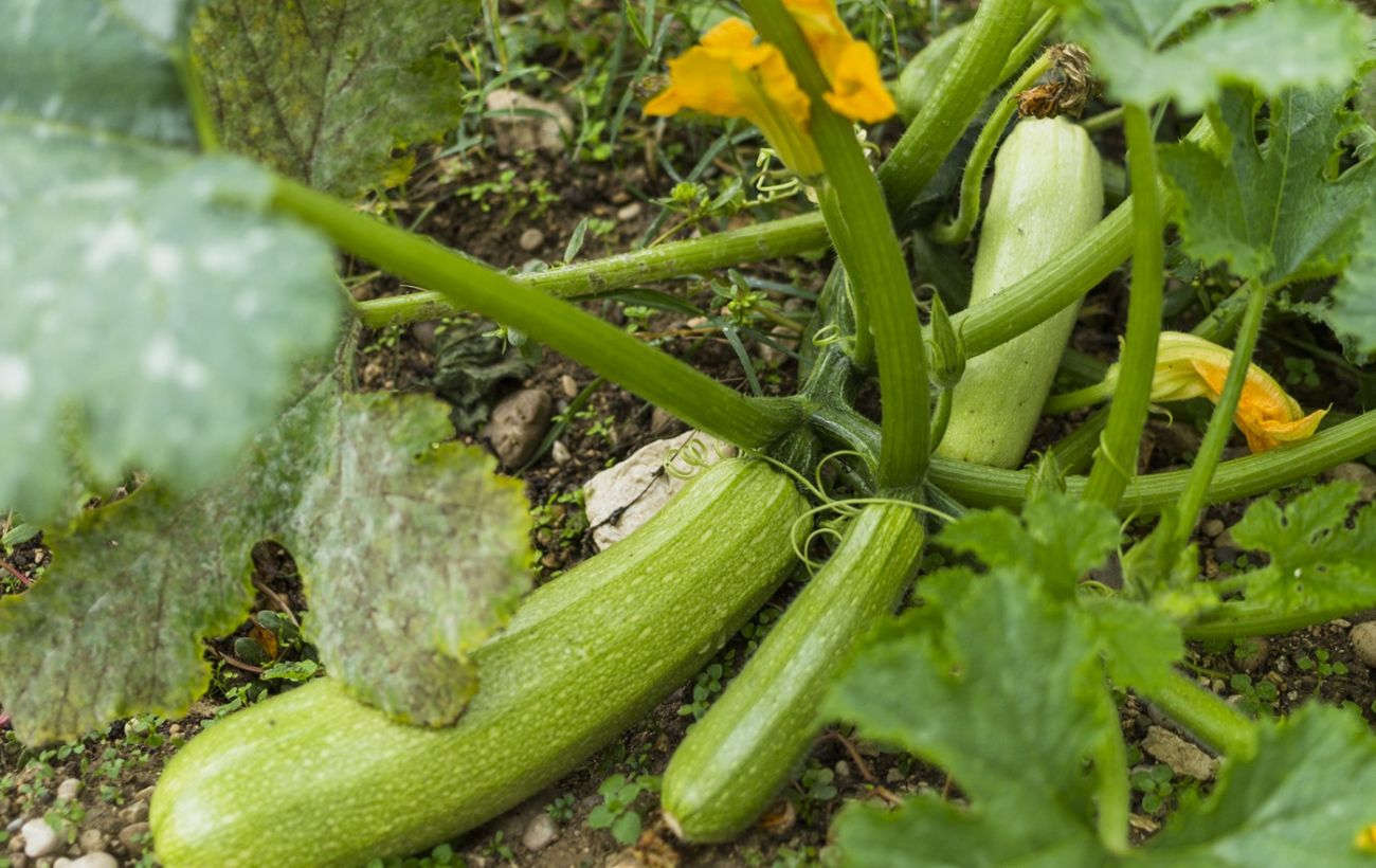 Аби "завалило" врожаєм: коли садити кабачки за Місячним календарем у 2026 році