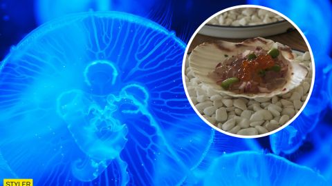 На курортах Азовского моря начали готовить и есть медуз: фото и рецепт вкуснятины