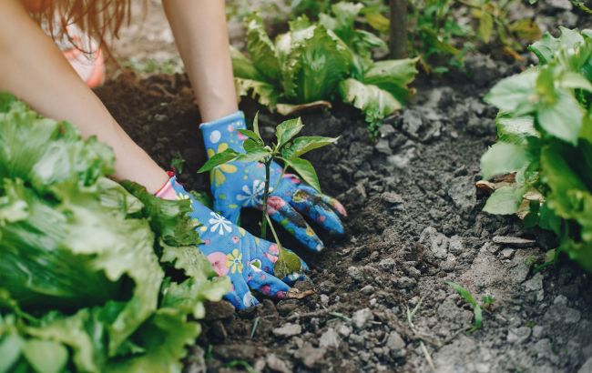 Урожаю позавидуют соседи: что обязательно посадить 16 апреля на Ирину Рассадницу