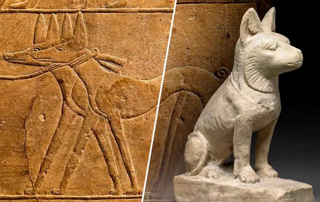 Це єдина порода собак, які не вміють гавкати. А ще їх ховали разом з фараонами (фото)