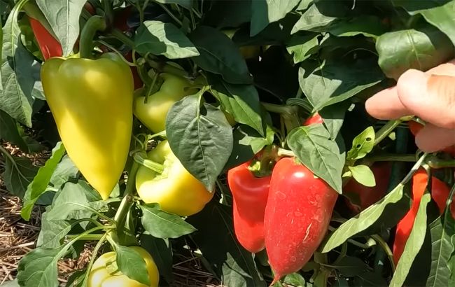 Лучшие сорта сладкого перца для открытого грунта. Плодов столько, что будете продавать!